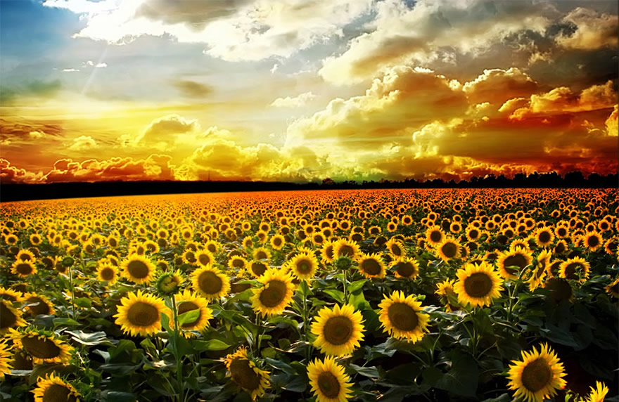 为什么向日葵的花总是朝着太阳