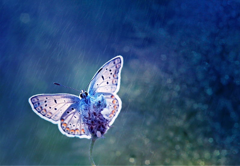 蝴蝶可以做到没有声音得飞舞
