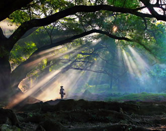 为什么榕树能独木成林