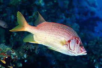  为什么鱼的身上会有黏液