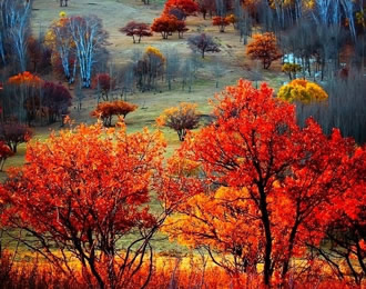  为什么有的树叶秋天会变红