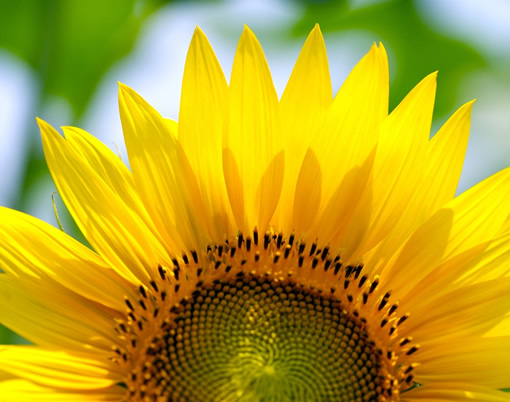 为什么向日葵的花总是朝着太阳