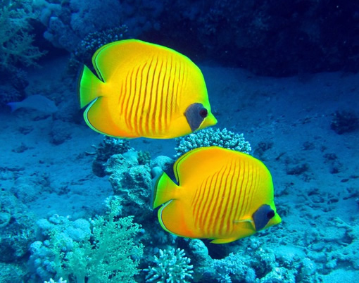 为什么鱼有淡水鱼、海水鱼之分