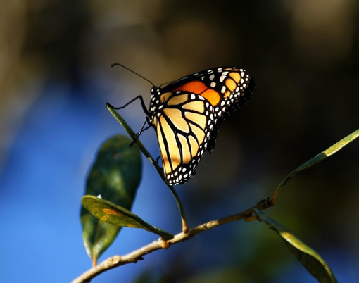 蝴蝶可以做到没有声音得飞舞