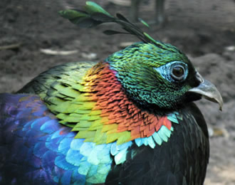  为什么孔雀会开屏