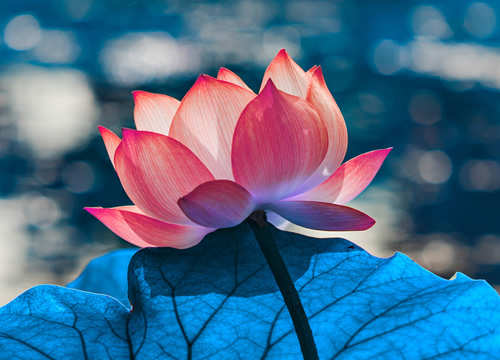  为什么荷花“出淤泥而不染”