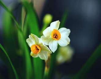  为什么水仙花“喝”清水就能生长开花